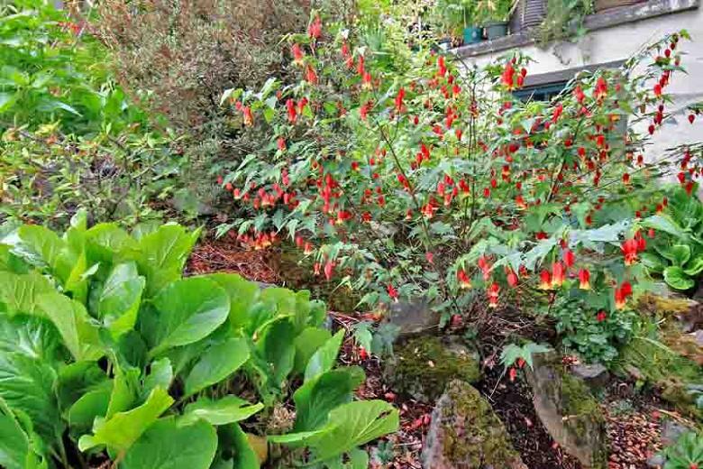 Abutilon megapotamicum, Trailing Abutilon, Flowering Maple, Brazilian Bell-Flower, Abutilon vexillarium, Red Flowers, Bicolor flowers